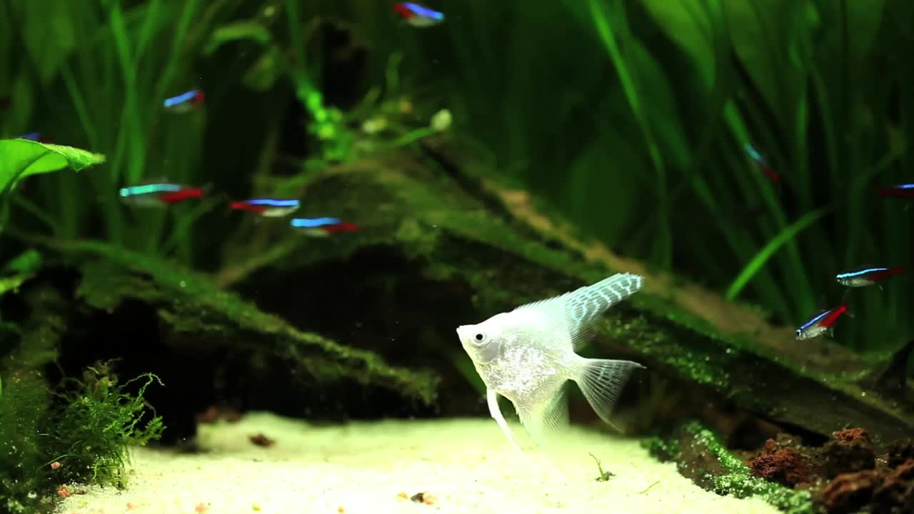 Free Stock Video White Fish Floating In A Fishbowl Live Wallpaper