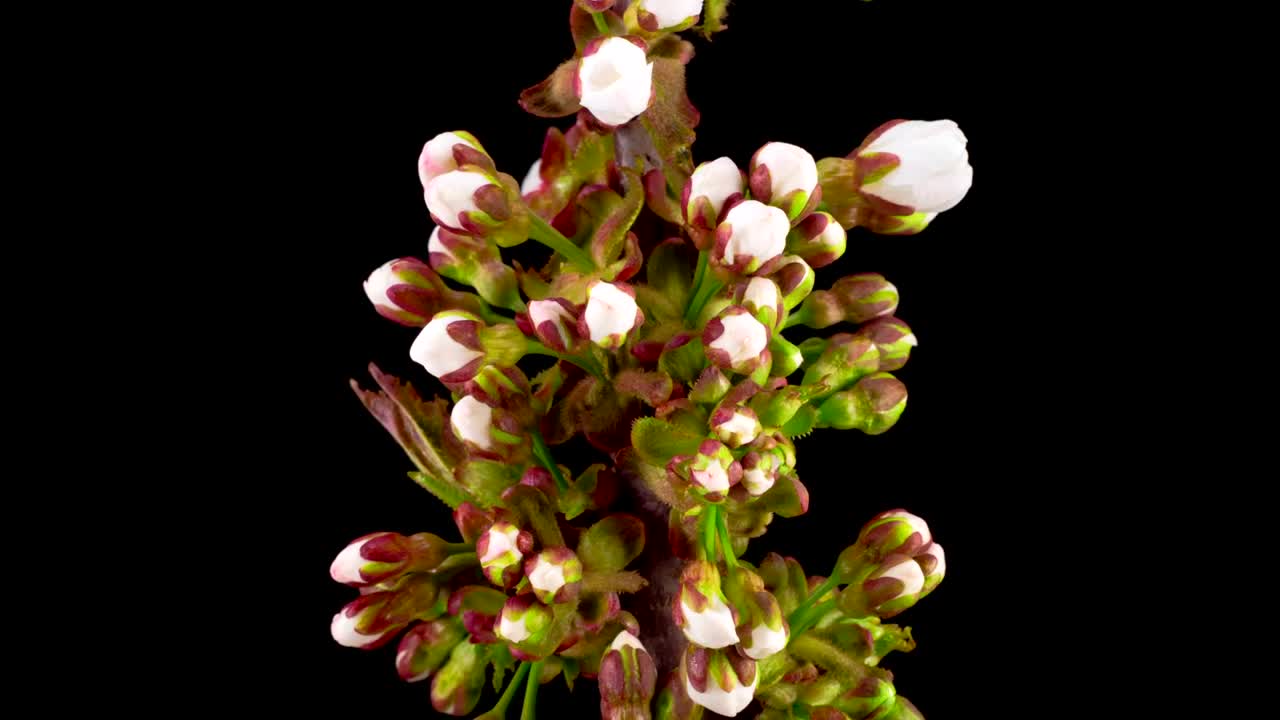 Free Stock Video White Apricot Flowers Blooming Time Lapse Live Wallpaper
