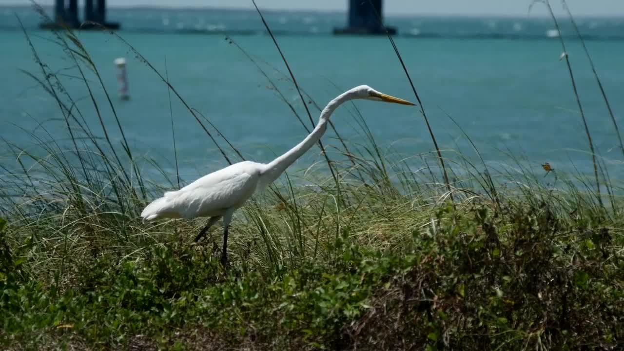 Free Stock Video White Bird Near The Seashore Live Wallpaper