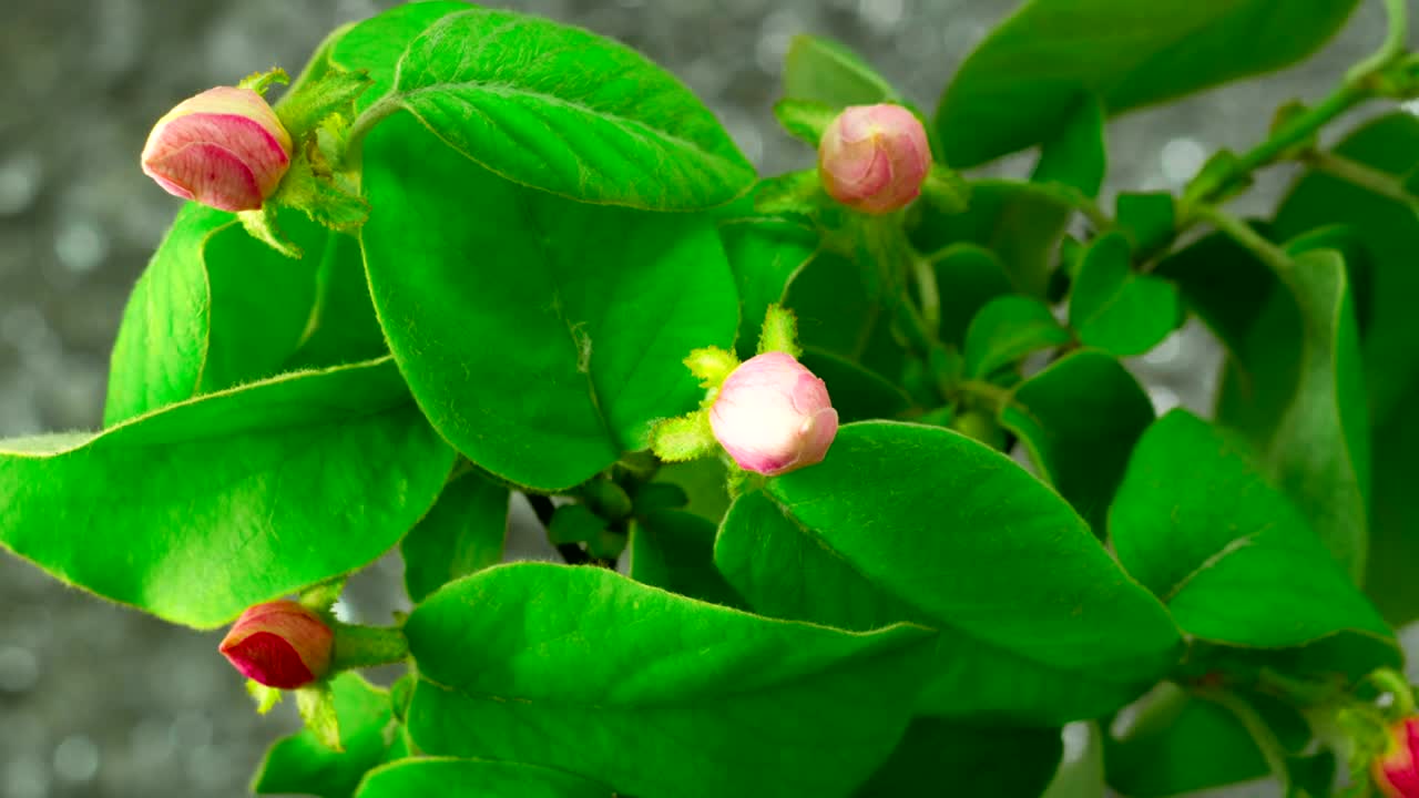 Free Stock Video White Apple Tree Flowers Blooming Live Wallpaper