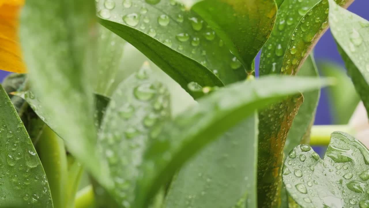 Free Stock Video Wet Yellow Flowers And Plants Live Wallpaper