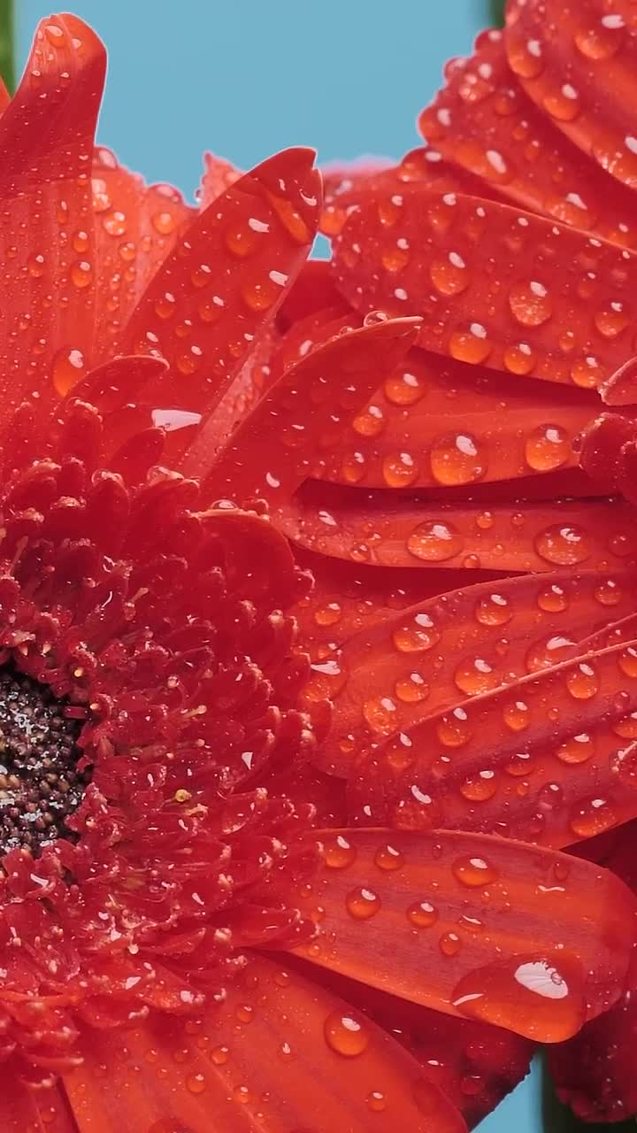 Free Stock Video Wet Petals Of A Flower Live Wallpaper