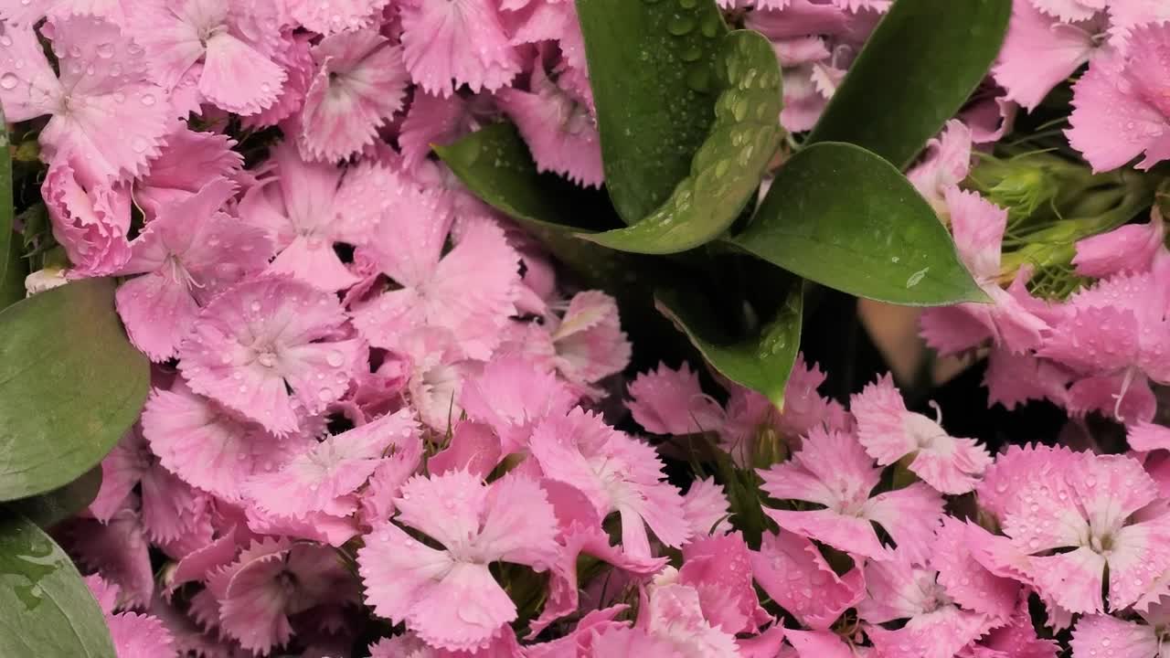 Free Stock Video Wet Pink Flowers Live Wallpaper