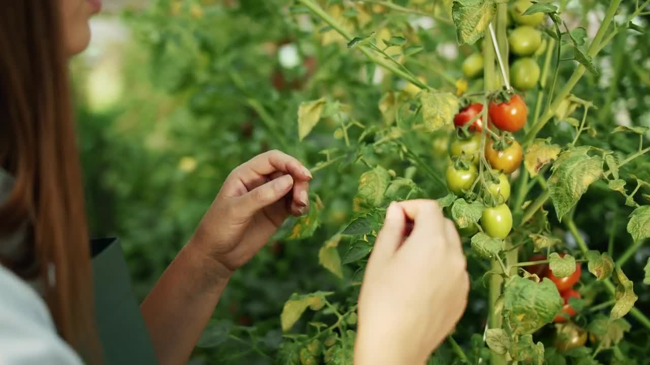   Stock Footage Woman Checks Growth Of Tomatoes On Vine Live Wallpaper