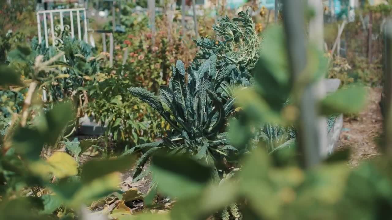   Stock Footage Woman Checking Vegetable Plants At A Nursery Garden Live Wallpaper