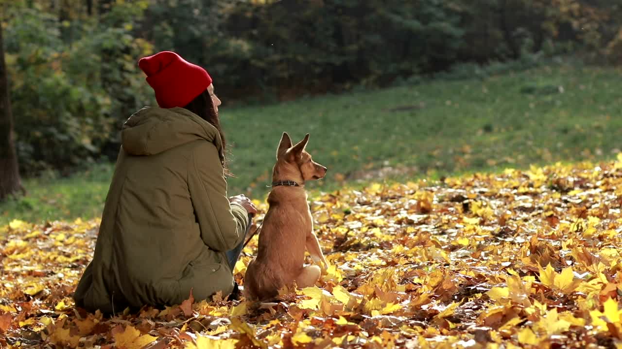   Stock Footage Woman And Her Dog Outside Live Wallpaper