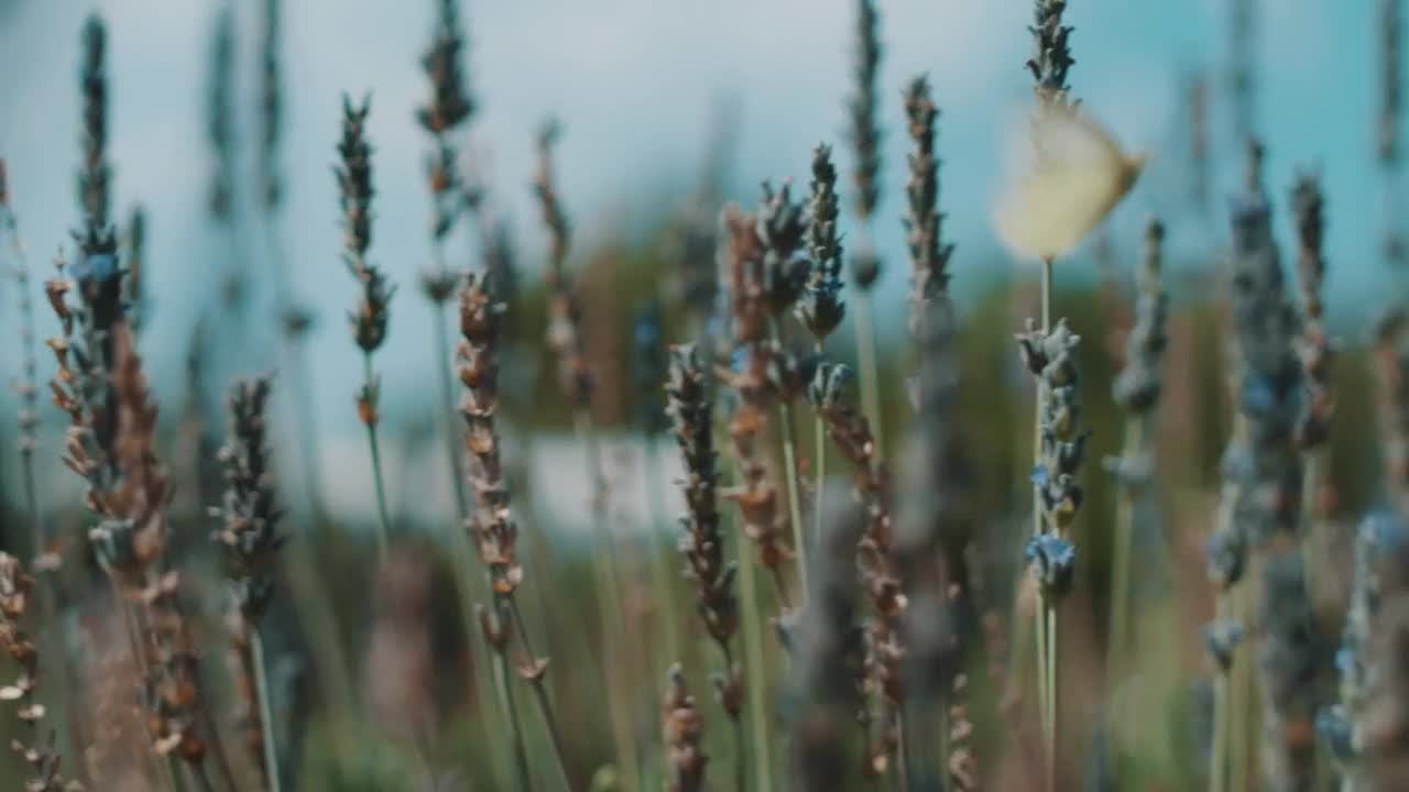   Stock Footage Woman And A Butterfly In A Field Of Lavender Live Wallpaper