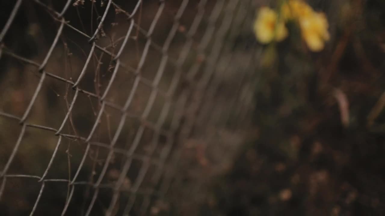   Stock Footage Wire Fence With Yellow Flowers Live Wallpaper