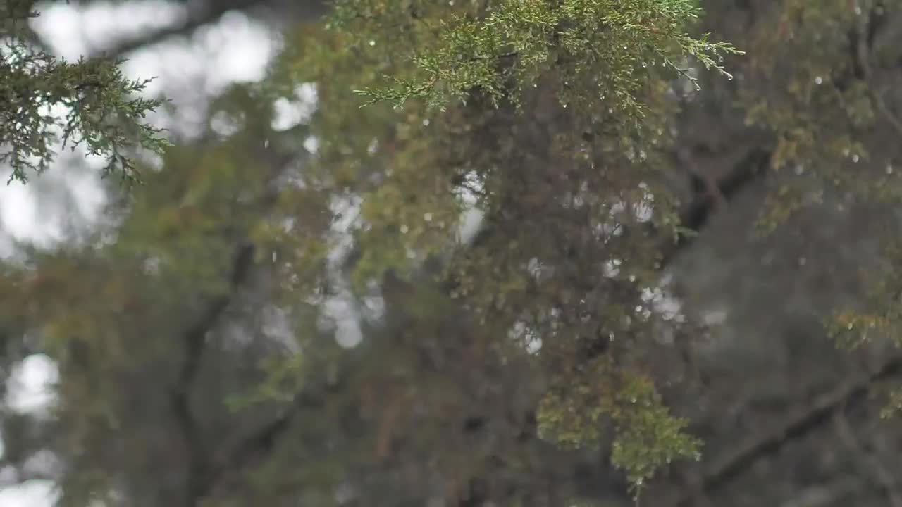   Stock Footage Winter Wind Storm In Forest Live Wallpaper