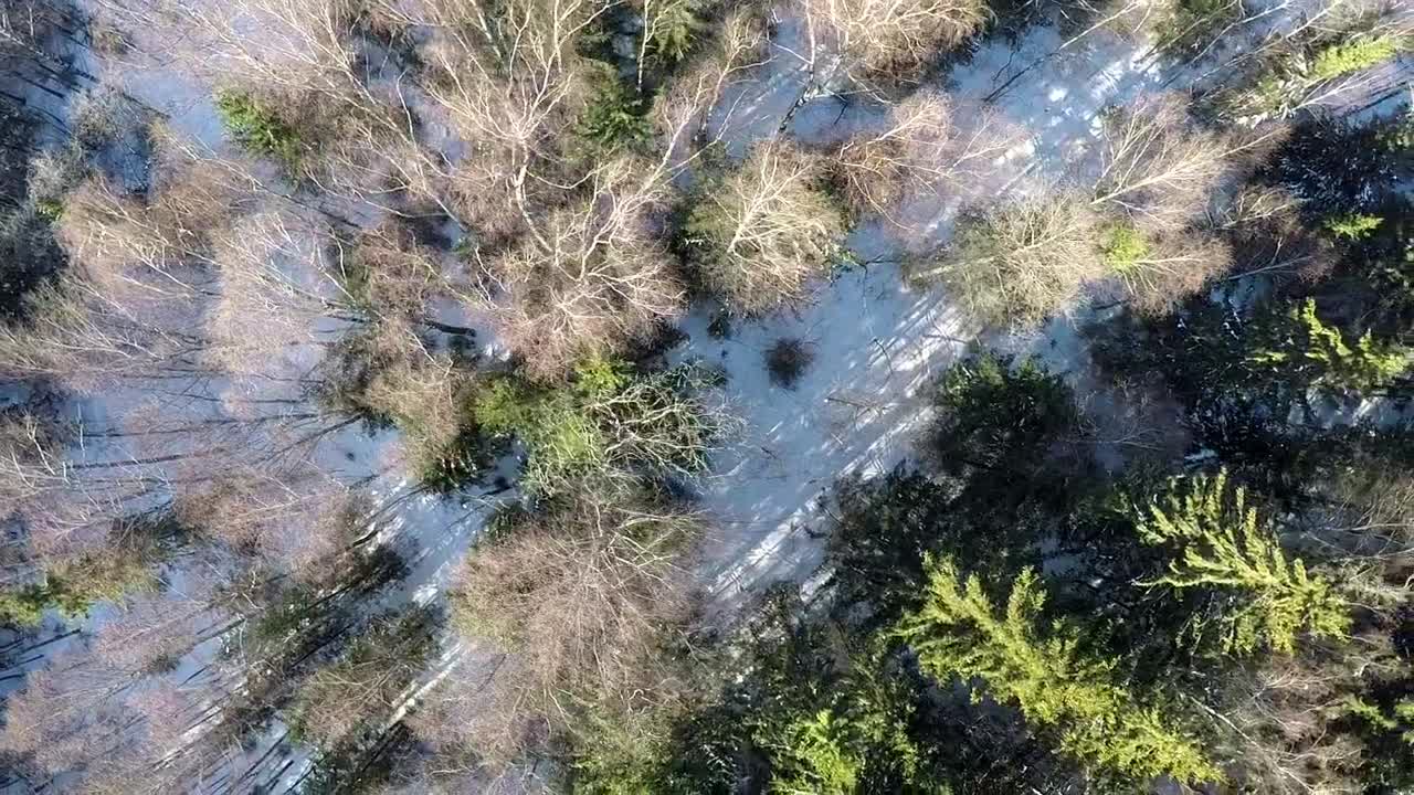   Stock Footage Winter Snow Covering Woodland Live Wallpaper