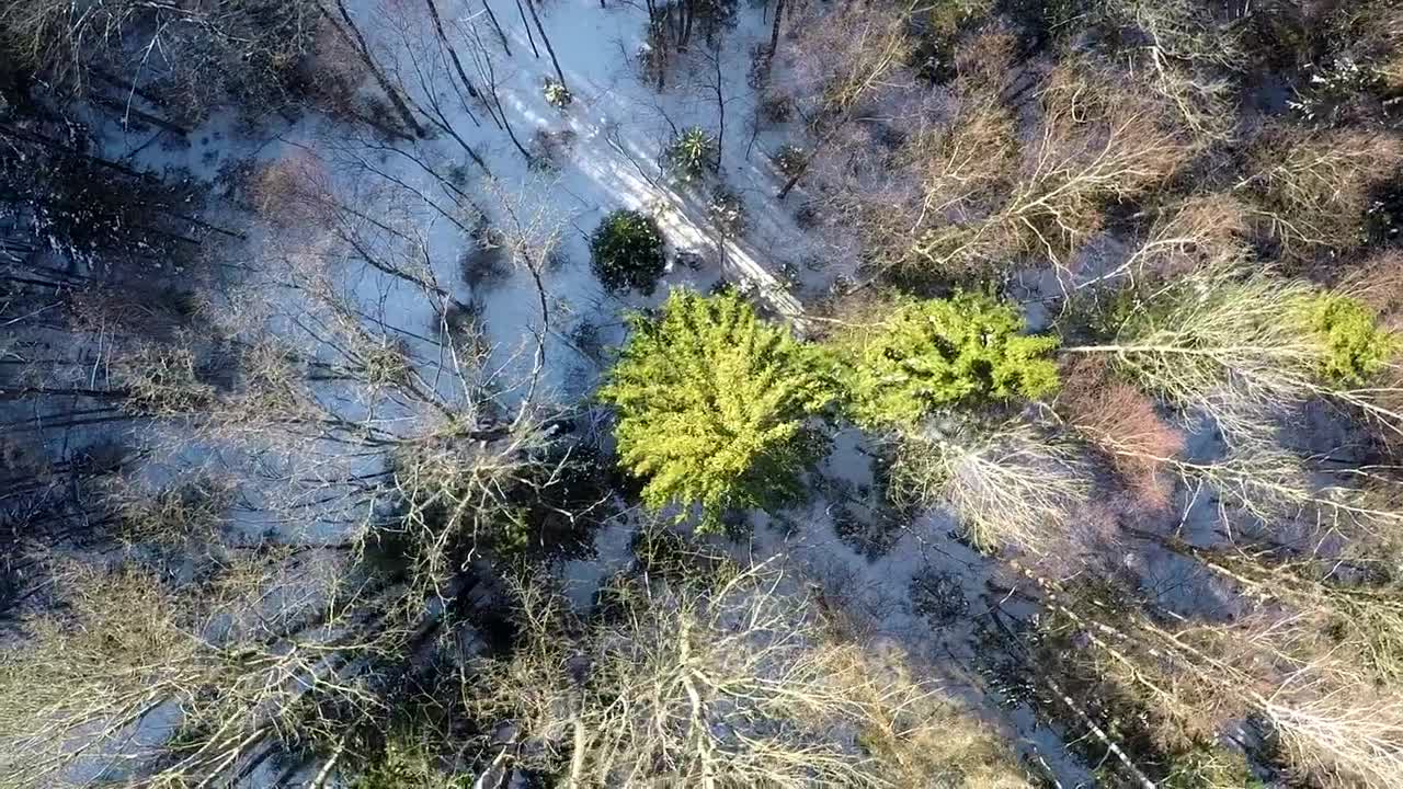   Stock Footage Winter Snow Across The Forest Floor Live Wallpaper