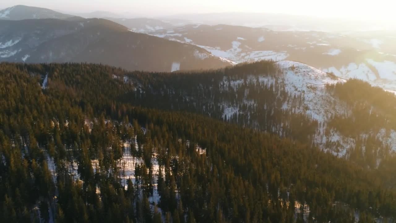   Stock Footage Winter Forest With Green Pine Trees In The Woods Live Wallpaper