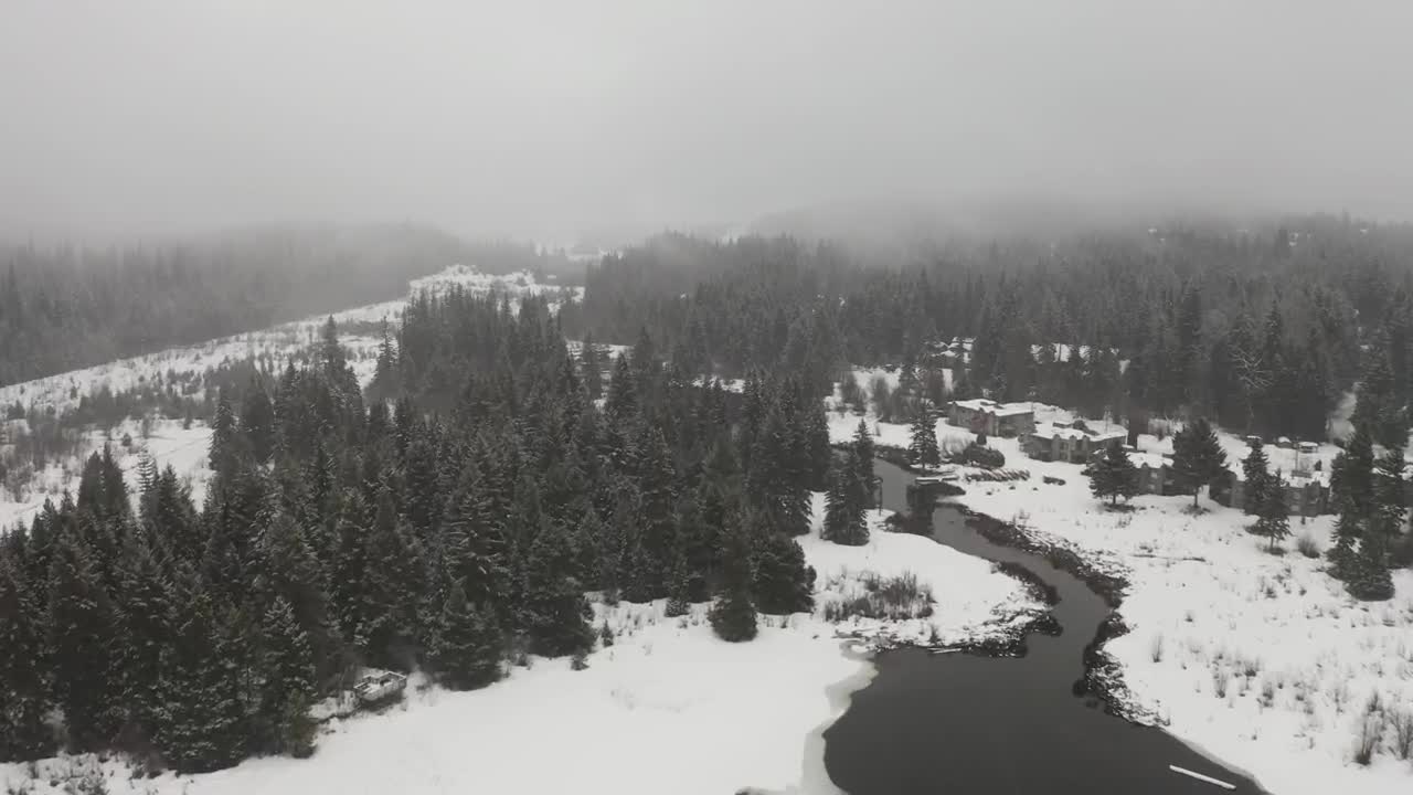   Stock Footage Winter Forest Environment Live Wallpaper