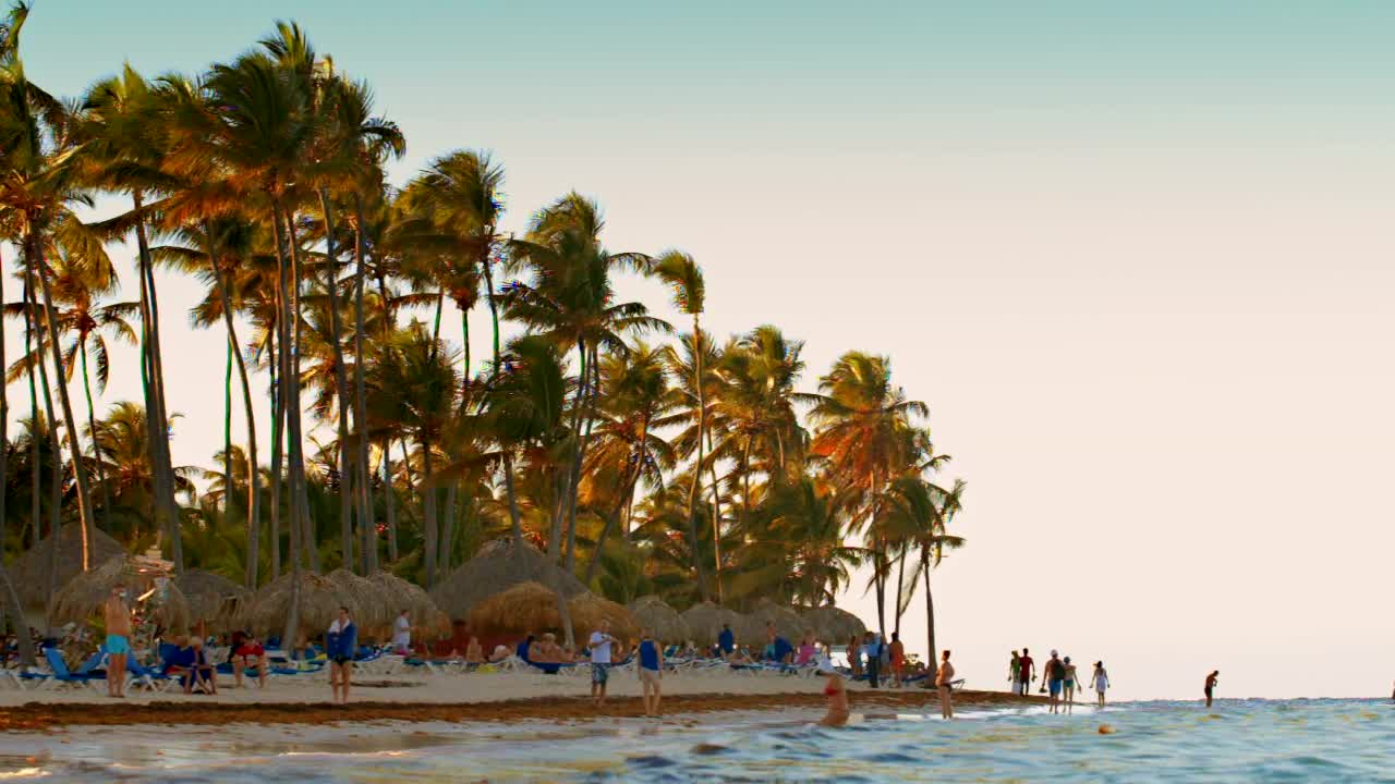   Stock Footage Windswept Trees On An Island Live Wallpaper