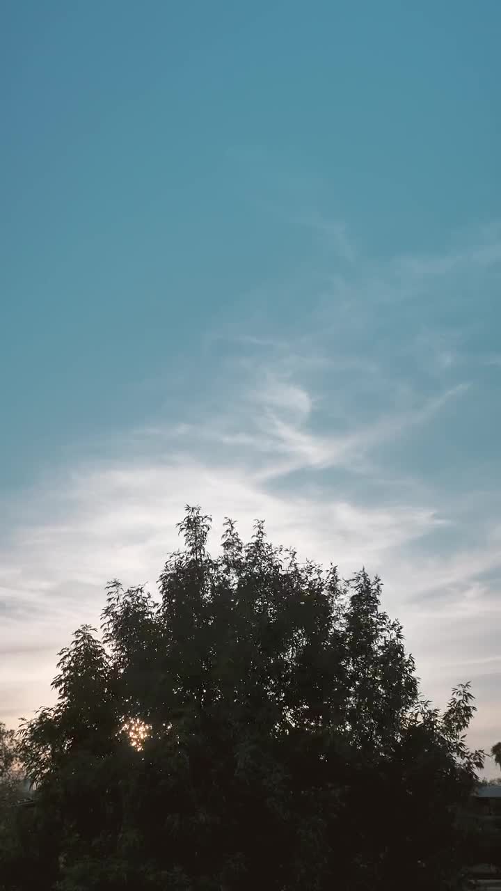   Stock Footage Wind Moving The High Branches Of A Tree Live Wallpaper
