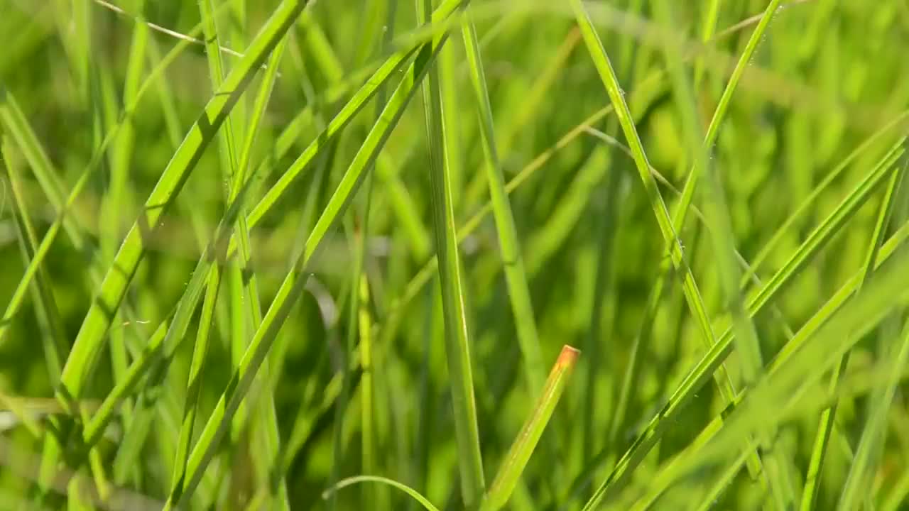  Stock Footage Wind Moving Green Grass Live Wallpaper