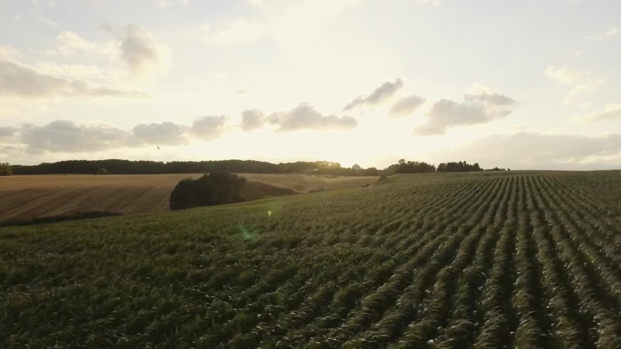   Stock Footage Wind Blowing Over Crops Live Wallpaper