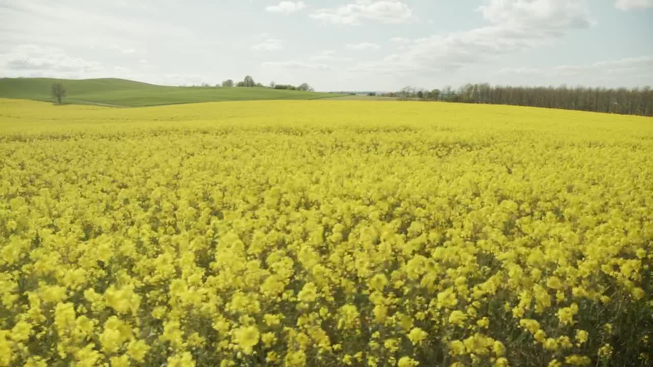   Stock Footage Wind Blowing Through A Crop Field Live Wallpaper