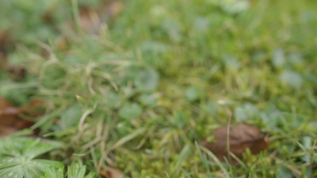   Stock Footage Wildflowers In The Forest Live Wallpaper