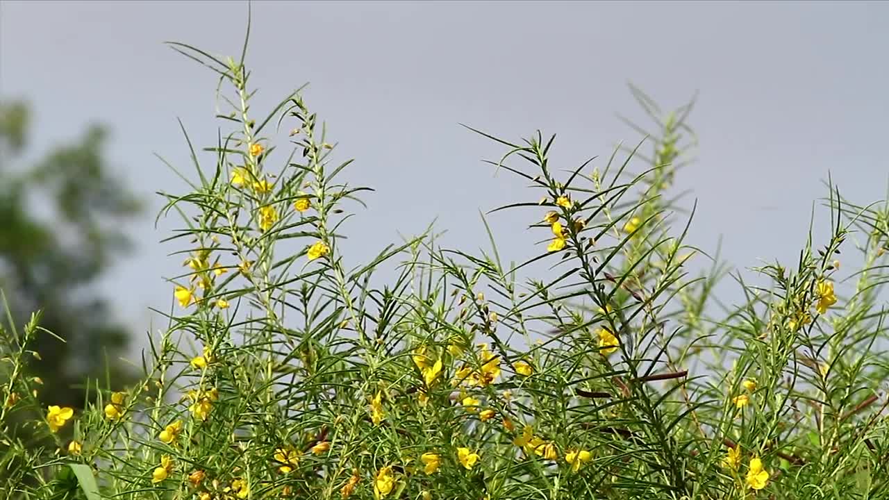  Stock Footage Wildflowers With Yellow Petals Live Wallpaper