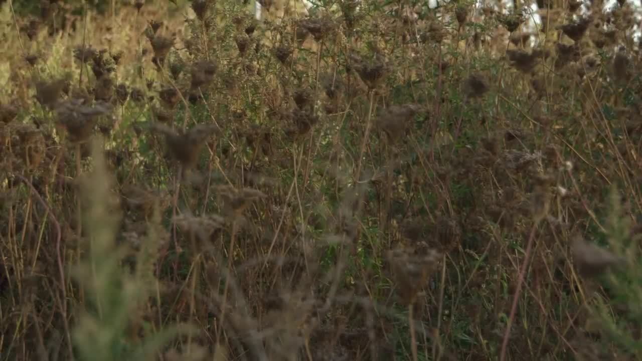   Stock Footage Wildflowers In The Autumn Live Wallpaper