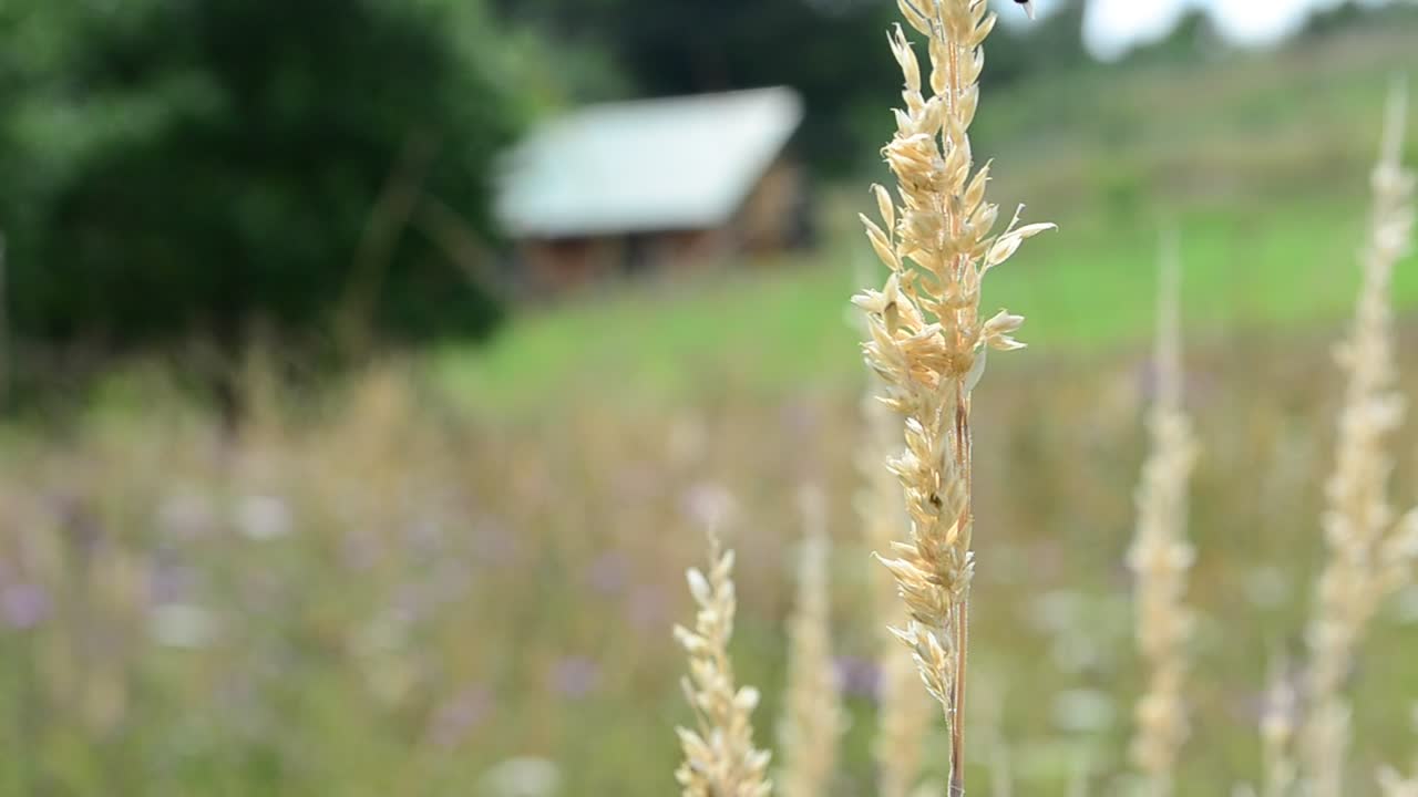   Stock Footage Wildflowers Growing In A Field Live Wallpaper