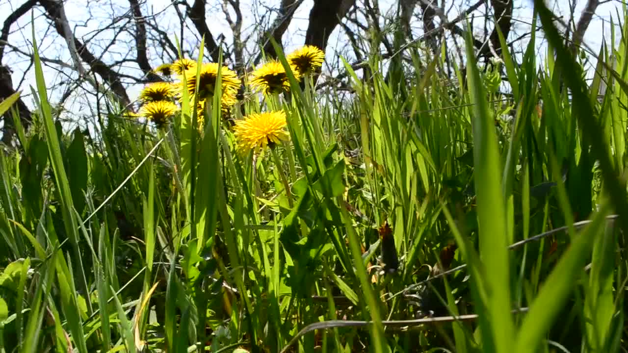   Stock Footage Wildflowers Growing Around Dead Trees Live Wallpaper