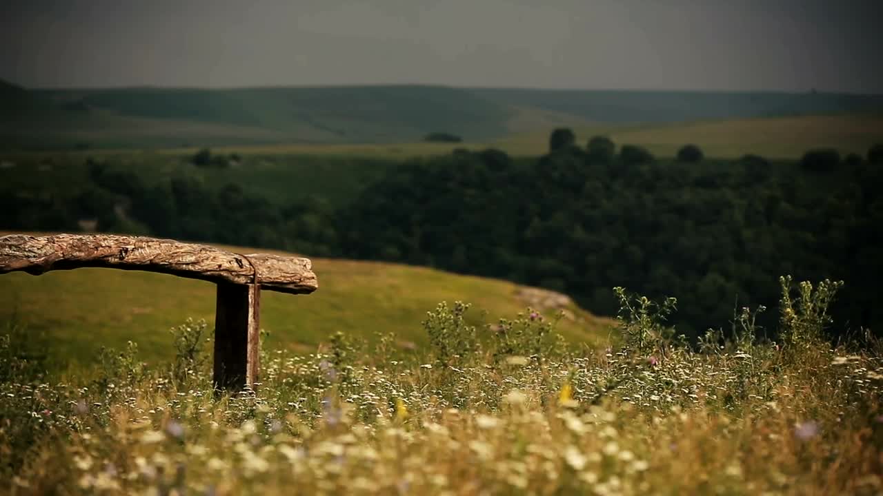  Stock Footage Wildflowers Around A Wooden Bench Live Wallpaper