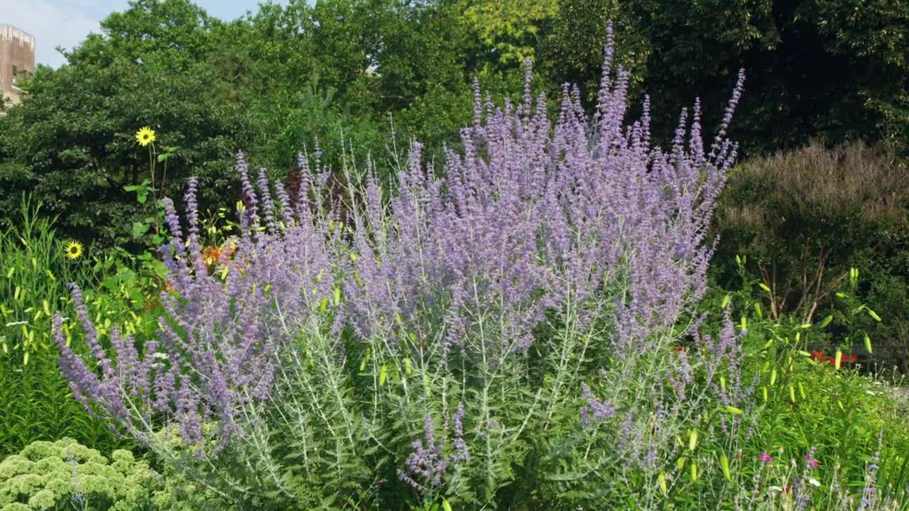   Stock Footage Wildflowers Covered In Working Bees Live Wallpaper