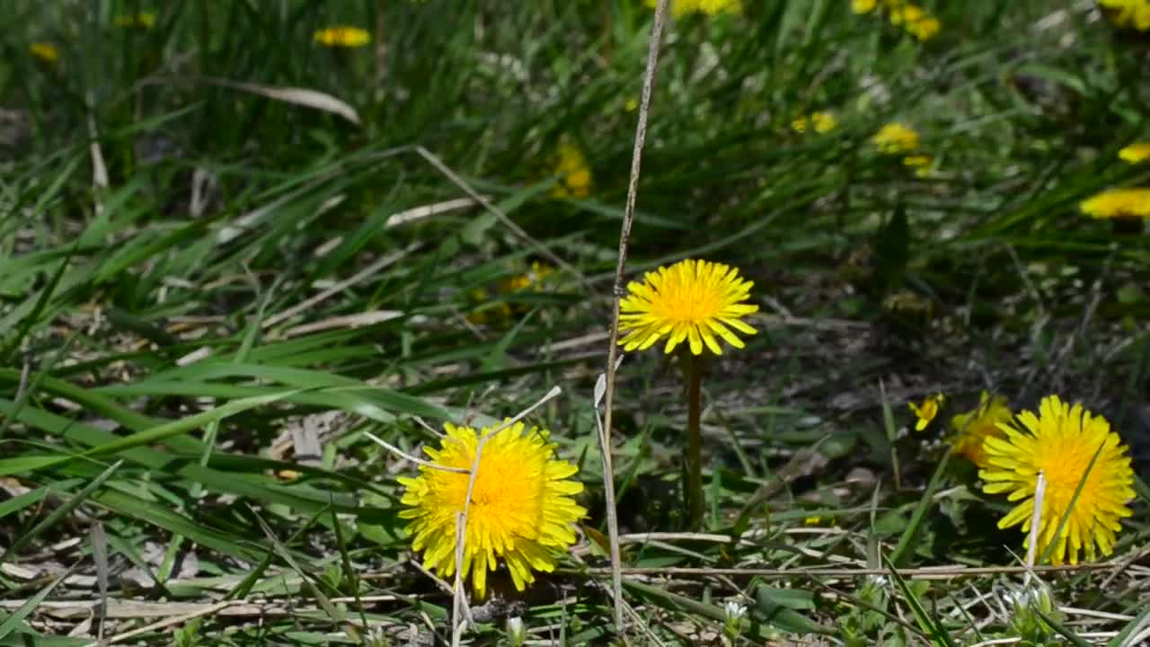   Stock Footage Wildflowers Across Dry Grass Live Wallpaper