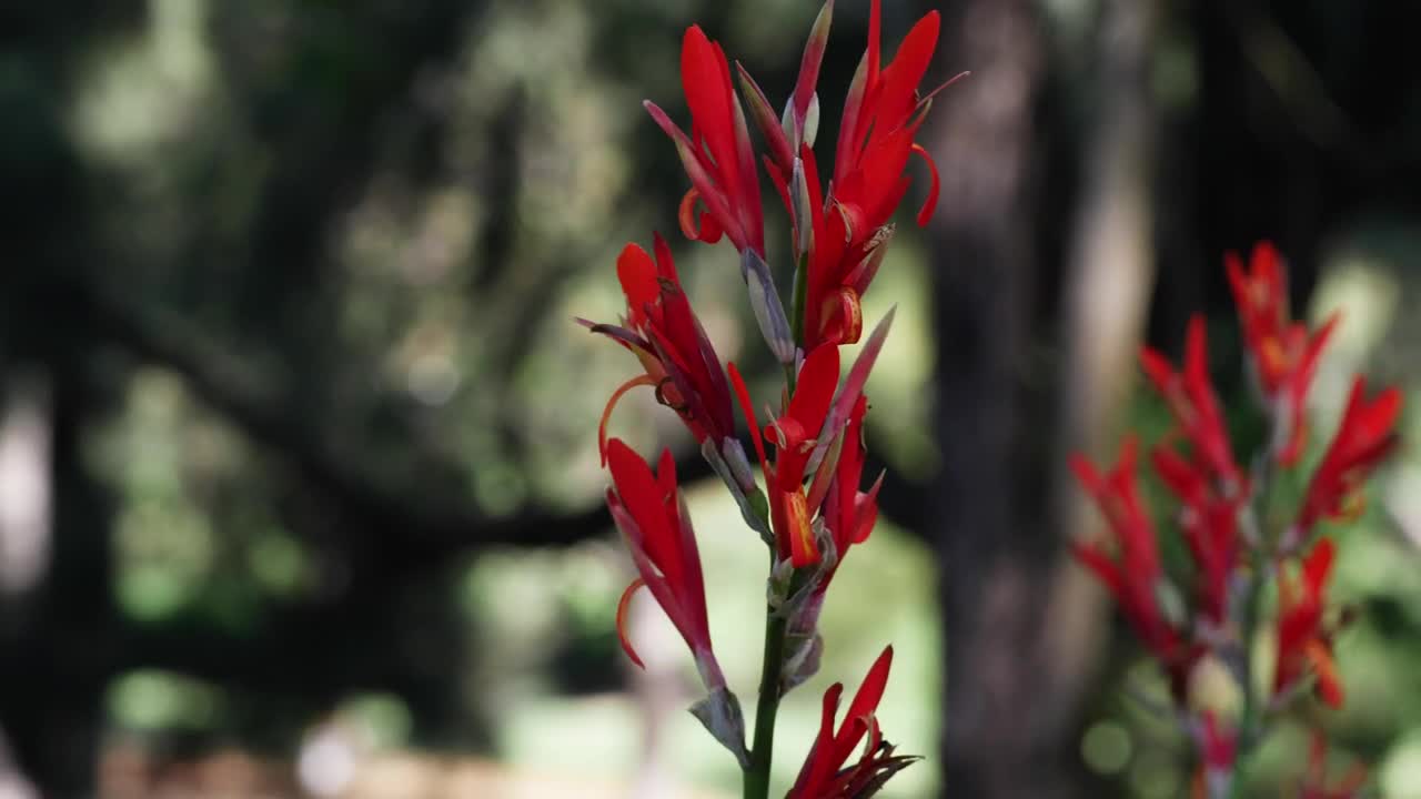   Stock Footage Wild Red Flowers Pan View Live Wallpaper