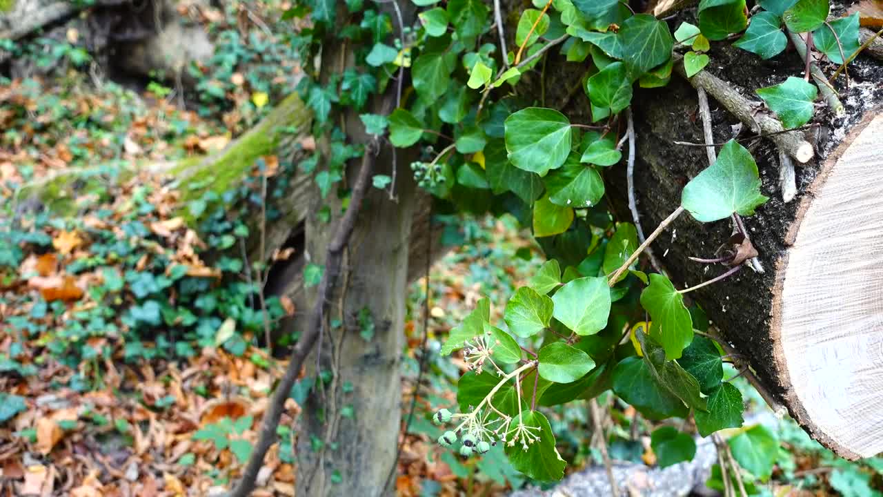   Stock Footage Wild Plants Growing On A Cut Tree Live Wallpaper