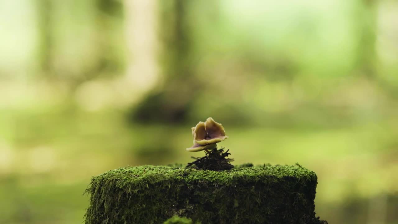   Stock Footage Wild Mushroom Growing From A Tree Live Wallpaper