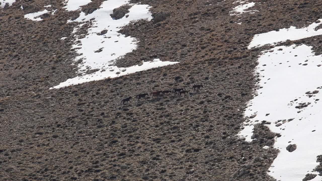   Stock Footage Wild Horses Walking In A Snowy Valley Live Wallpaper