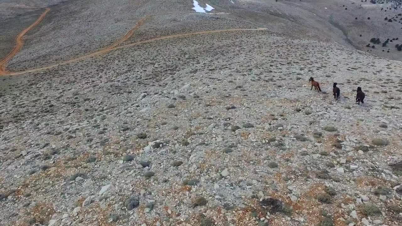   Stock Footage Wild Horses Running In The Plain Live Wallpaper