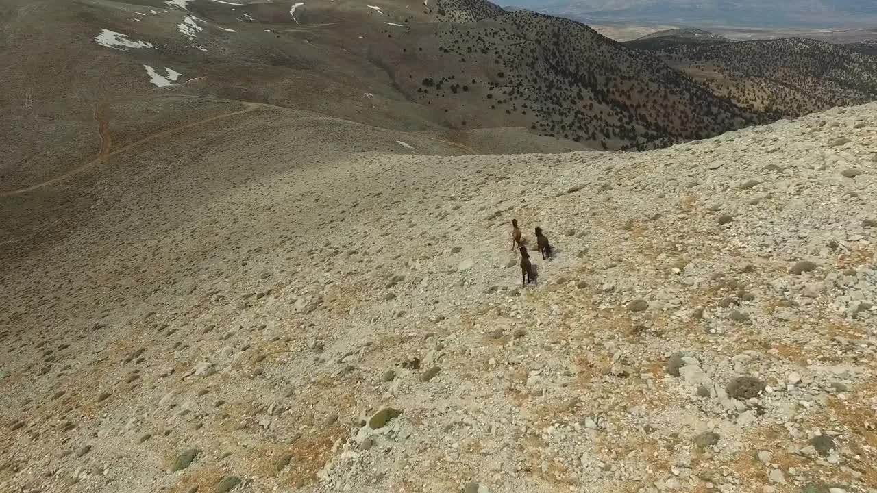   Stock Footage Wild Horses Running In The Mountains Live Wallpaper