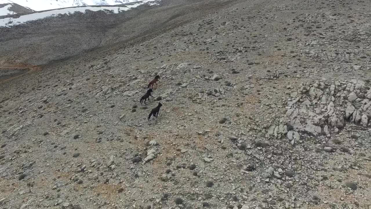   Stock Footage Wild Horses Running In A Rocky Valley Live Wallpaper