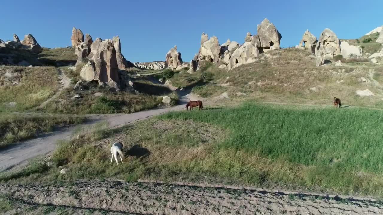  Stock Footage Wild Horses In The Mountains Live Wallpaper