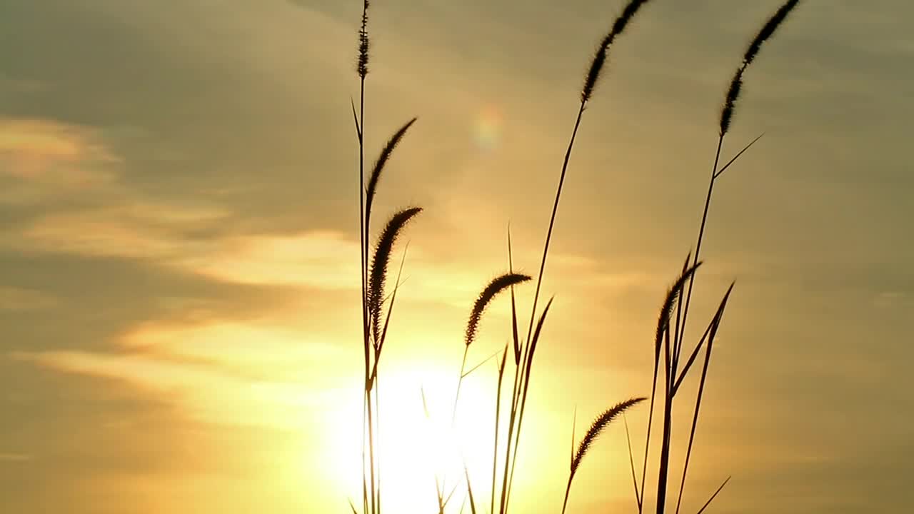   Stock Footage Wild Grass Swaying Against The Breeze Live Wallpaper