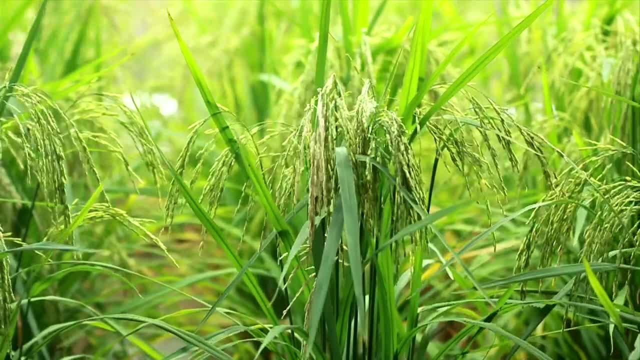   Stock Footage Wild Grass In A Meadow Live Wallpaper