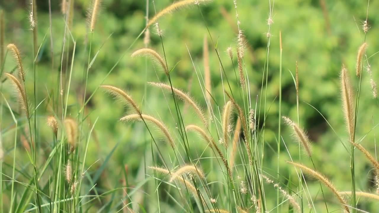   Stock Footage Wild Grass And Ferns Live Wallpaper