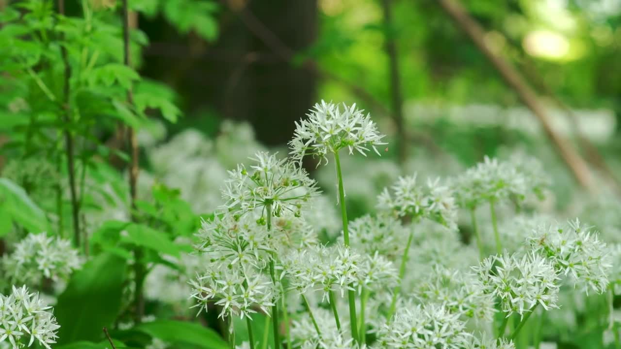   Stock Footage Wild Flowers In A Forest Live Wallpaper