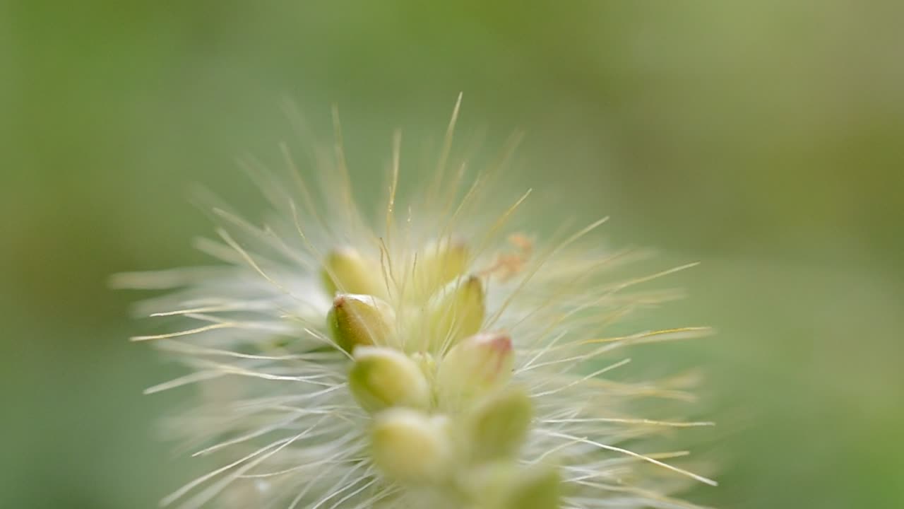   Stock Footage Wild Grass Closeup Live Wallpaper