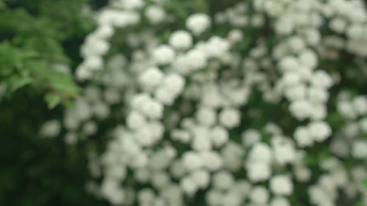   Stock Footage Wild Flowers Growing Live Wallpaper