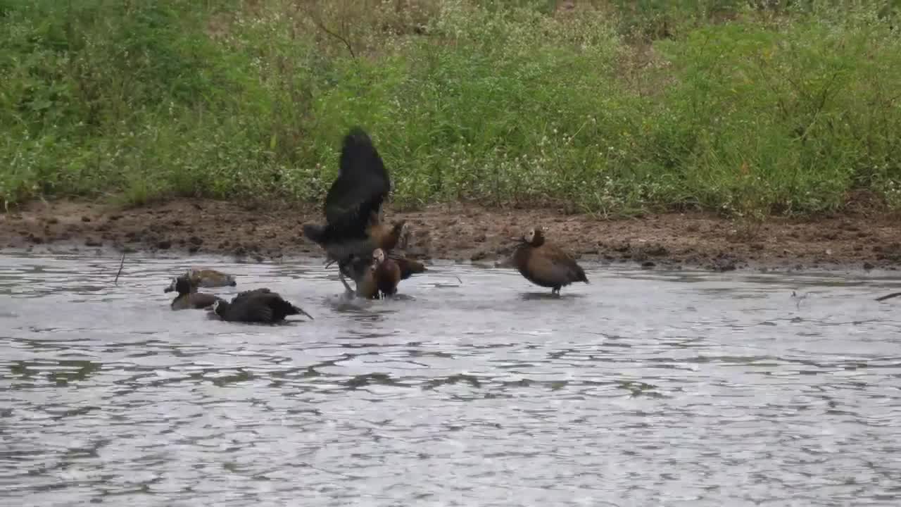   Stock Footage Wild Ducks In A River Live Wallpaper