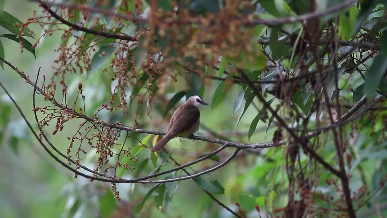   Stock Footage Wild Bird Flying Away Live Wallpaper