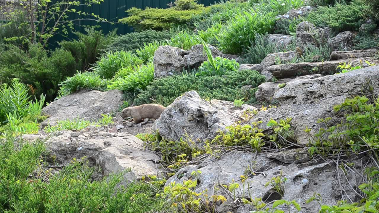  Stock Footage Wild Animal Digging In The Dirt Live Wallpaper