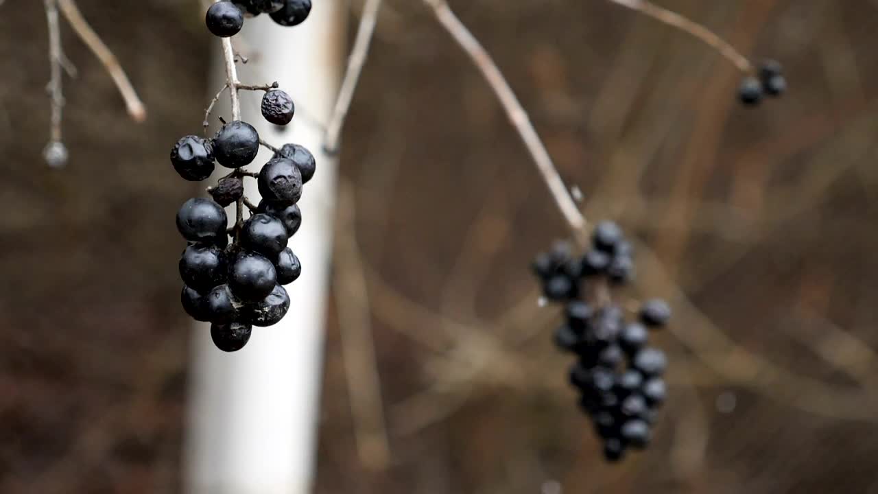   Stock Footage Wild Berries And Snow Live Wallpaper