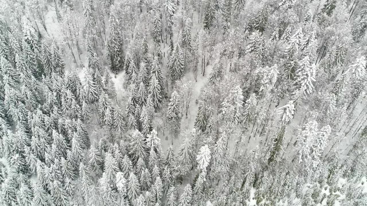   Stock Footage White Winter Forest Aerial View Live Wallpaper