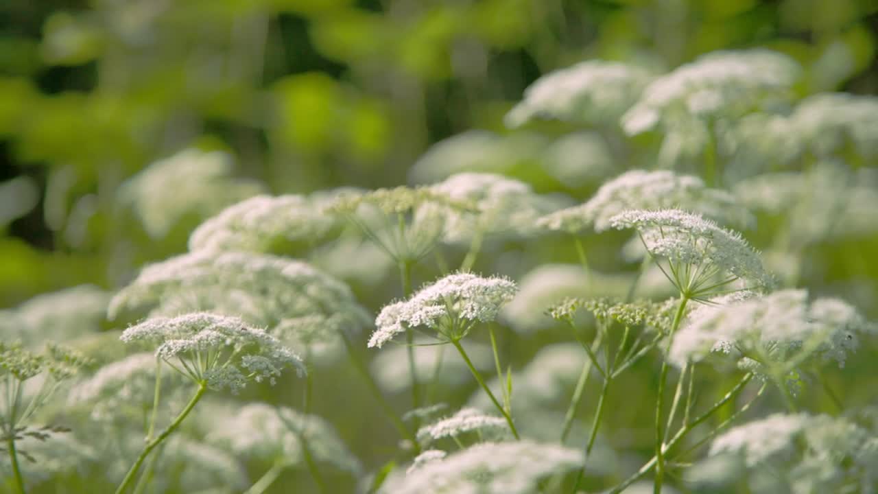   Stock Footage White Wildflowers In Summer Live Wallpaper